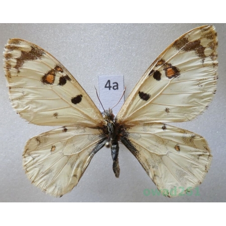 Hypermnestra helios Nickerl, 1846 Uzbekistan4a